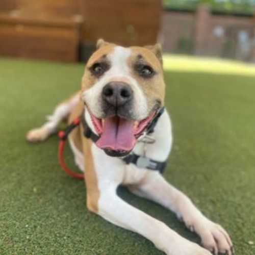 Roxy - Staffy Dog