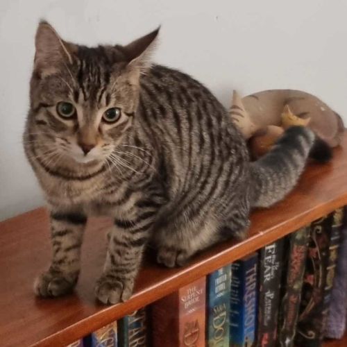 Holly - Domestic Short Hair (DSH) Cat
