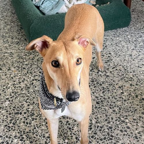 Mina - Greyhound Dog