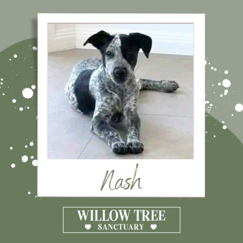 Nash - Australian Cattle Dog