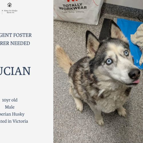 Lucian - Siberian Husky Dog