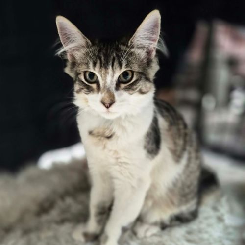 Henry ** 2nd chance Cat Rescue ** - Domestic Medium Hair (DMH) Cat