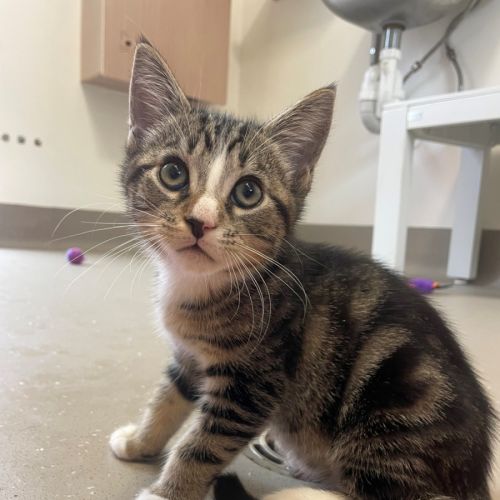 C1580 Benny - Domestic Short Hair (DSH) Cat