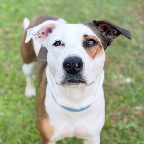 Roe - American Staffordshire Terrier x Australian Kelpie Dog