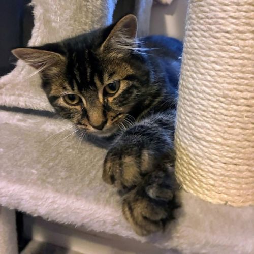 Frappé - Domestic Medium Hair (DMH) Cat