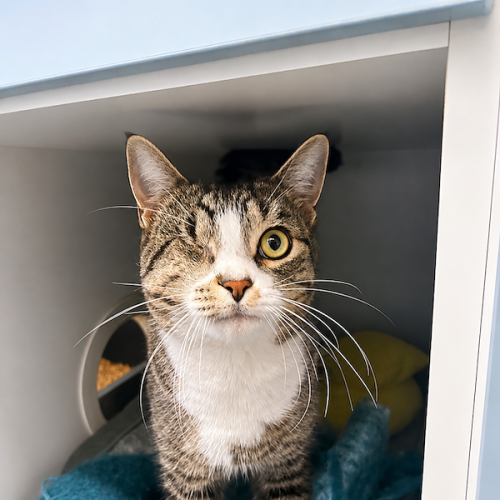 Guts - Domestic Short Hair (DSH) Cat