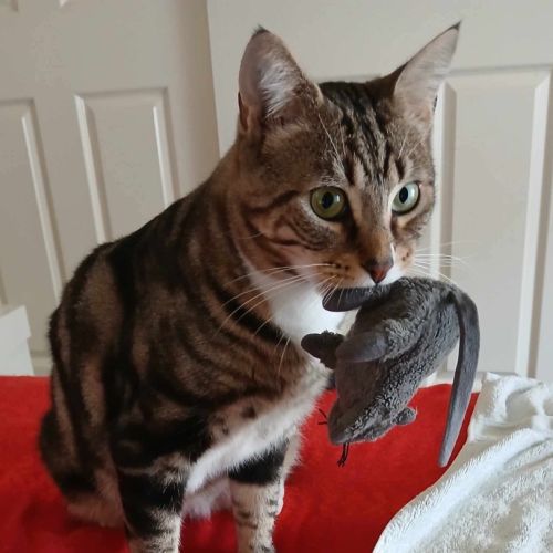 Millhouse - Domestic Short Hair (DSH) Cat