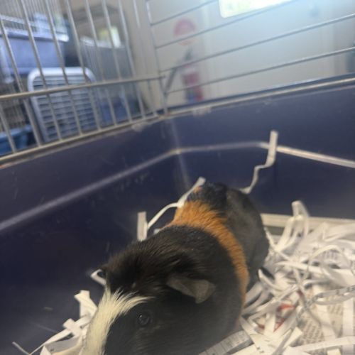 Fluorite - Abyssinian Guinea Pig