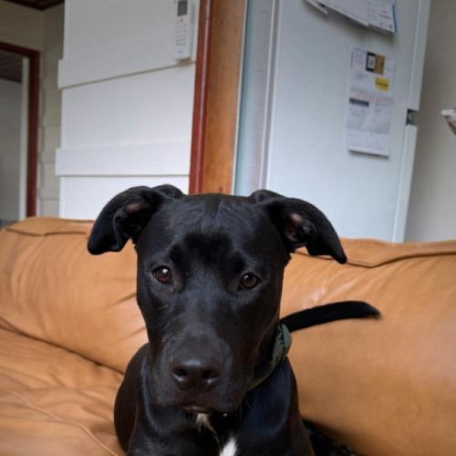 Stitch - Mixed breed Dog