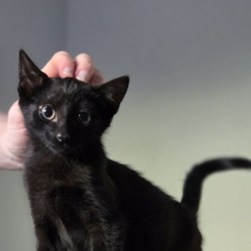 Army - Domestic Short Hair (DSH) Cat