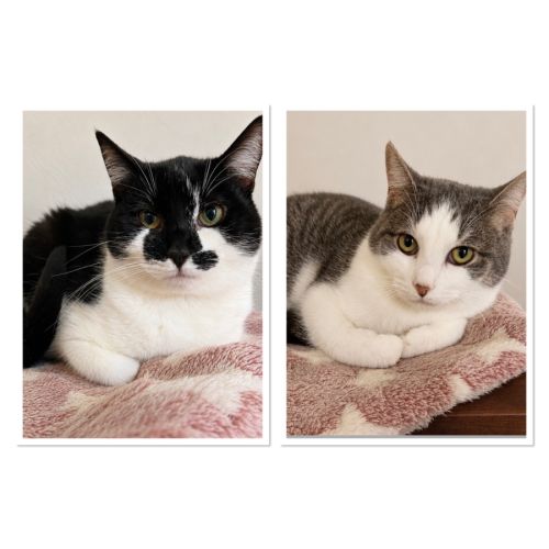 Eden & Elliott  - Domestic Short Hair (DSH) Cat
