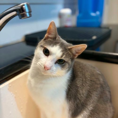 Harmony / Lyric - Domestic Short Hair (DSH) Cat