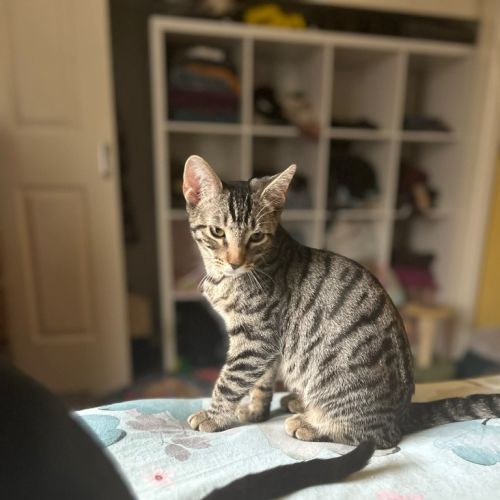 Hexley - Domestic Short Hair (DSH) Cat