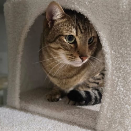 Lupin (Loki) - Domestic Short Hair (DSH) Cat