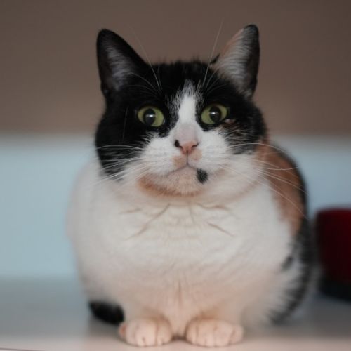 Pomelo  - Domestic Short Hair (DSH) Cat