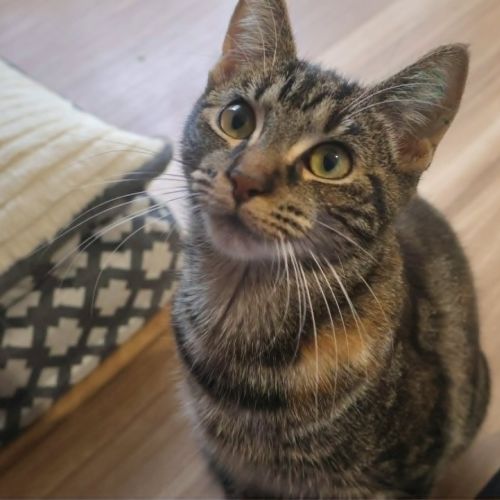 Willow - Domestic Short Hair (DSH) Cat