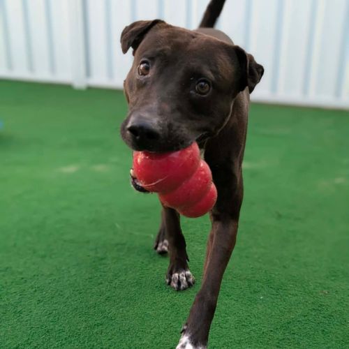 Marty - American Staffordshire Terrier Dog