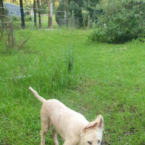 Swiss Shepherds - White Swiss Shepherd Dog