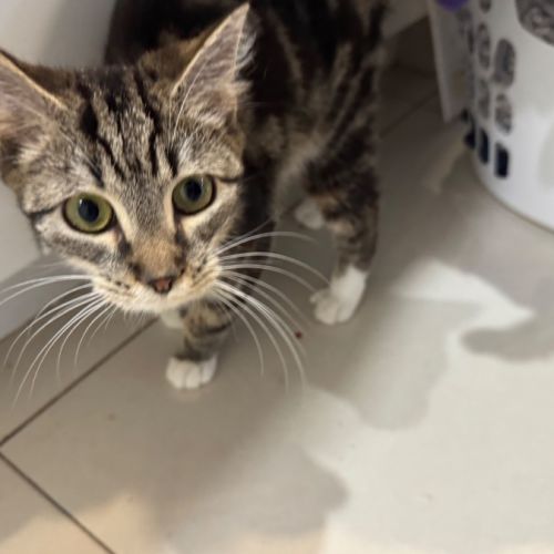 Prince - Domestic Short Hair (DSH) Cat
