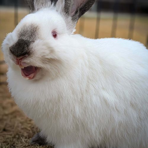 Pearl - Californian Rabbit