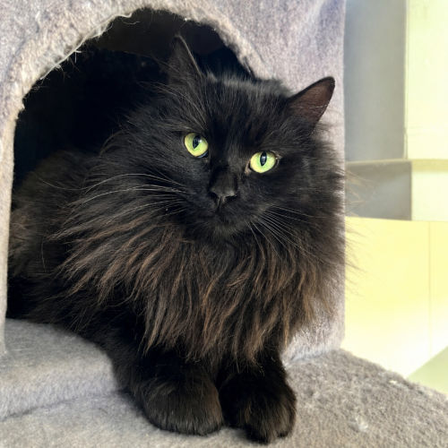 Figgy - Domestic Medium Hair (DMH) Cat