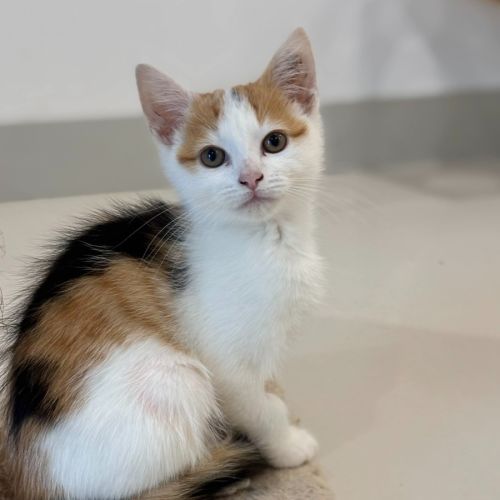 Lollipop - Domestic Short Hair (DSH) Cat