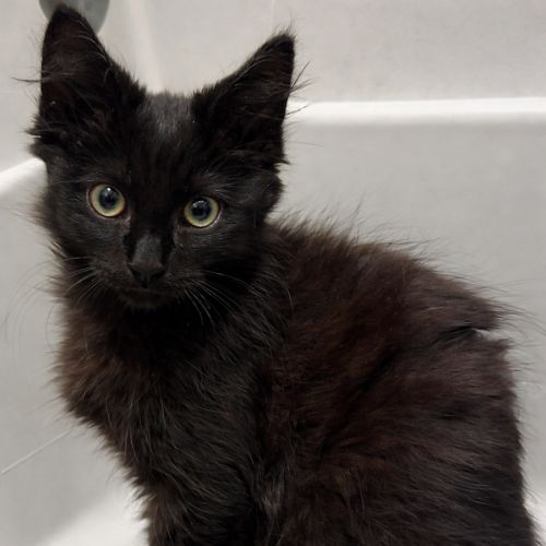 Salem *9 Lives Project Rescue* - Domestic Short Hair (DSH) Cat