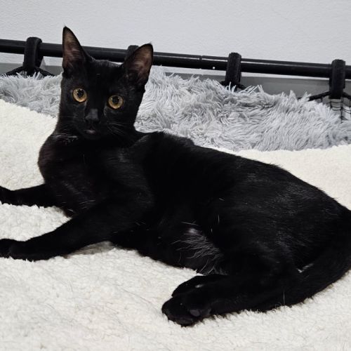 Bailey - Domestic Short Hair (DSH) Cat