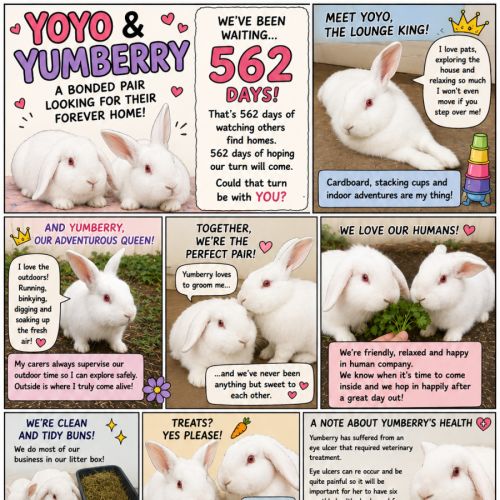 Yoyo & Yumberry - Lop Eared Rabbit