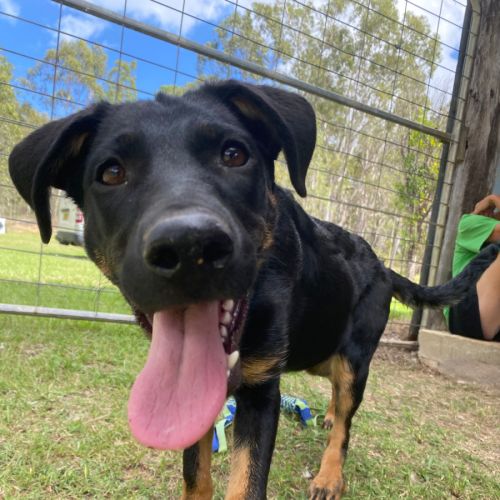 Beneca - Belgian Malinois Dog