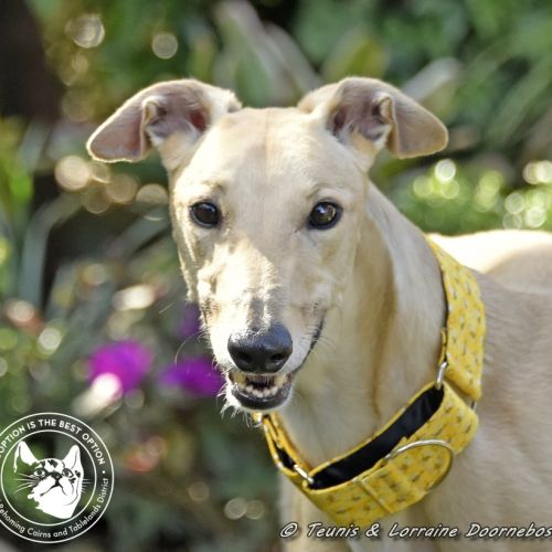 Judai (Judi Starline) - Greyhound Dog