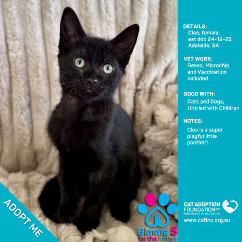 Cleo - Domestic Short Hair (DSH) Cat