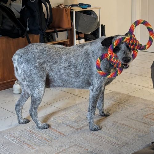 Scruffy - Australian Stumpy Tail Cattle Dog