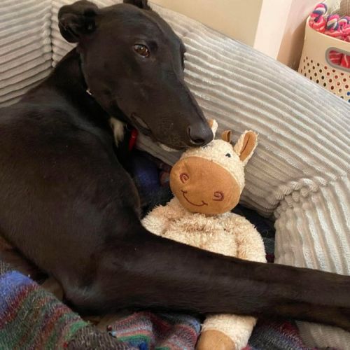 Mason, the greyhound  - Greyhound Dog