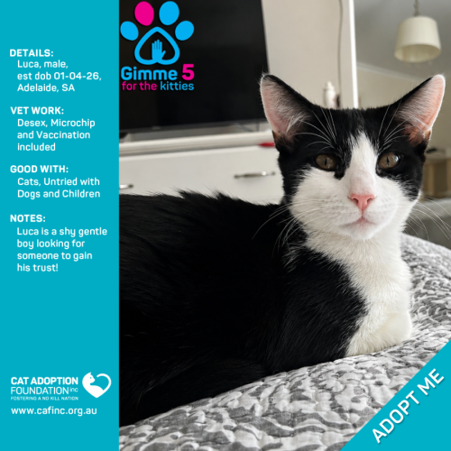 Luca - Domestic Short Hair (DSH) Cat