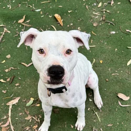 Autumn - Staffordshire Bull Terrier Dog