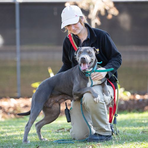 Narla - American Staffy x Sharpei Dog