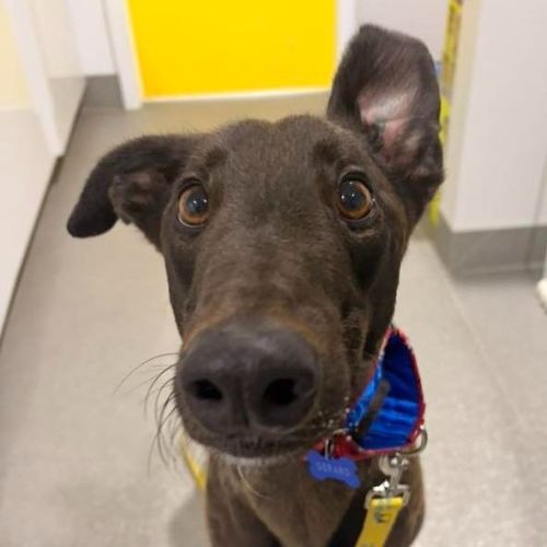 Gerard The Greyhound - Greyhound Dog