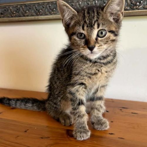 Oliver - Domestic Short Hair (DSH) Cat