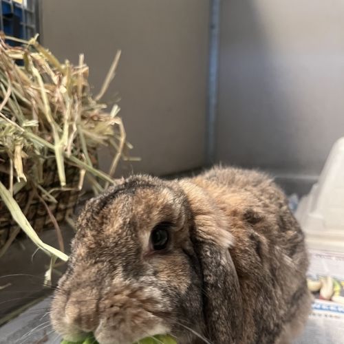 Sherlock - Lop Eared Rabbit