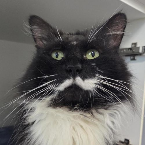 Boston - Domestic Medium Hair Cat