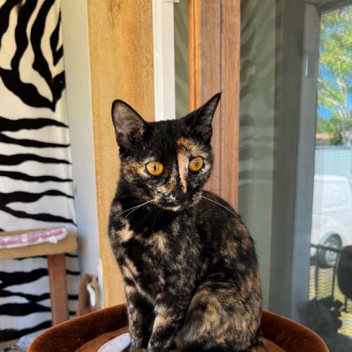 Sienna - Abyssinian Cat