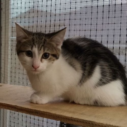 Lily Barclay - Domestic Short Hair (DSH) Cat