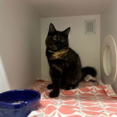 Helen - Domestic Short Hair Cat