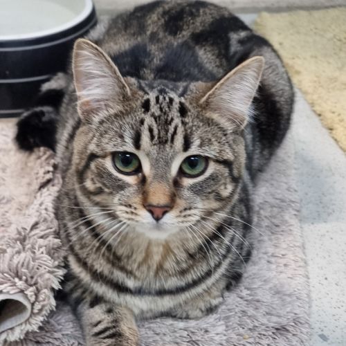 Fizz - Domestic Short Hair (DSH) Cat