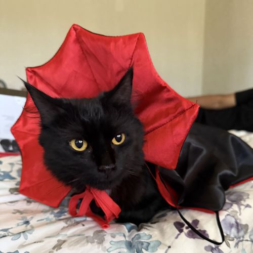 Poppy - Domestic Medium Hair (DMH) Cat