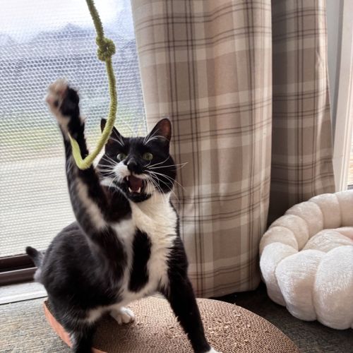 Nuggs - Dsh Cat