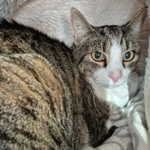 Mr Roy! 🎩 - Domestic Short Hair (DSH) Cat