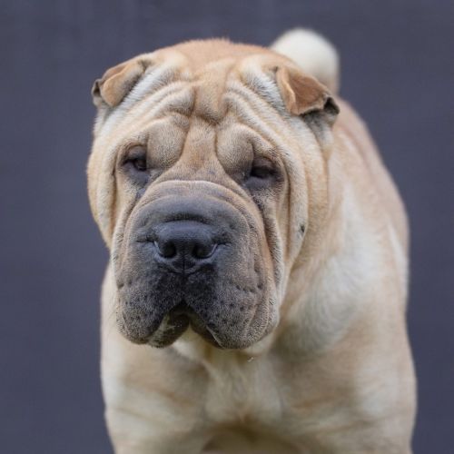 Frankie - Shar Pei Dog