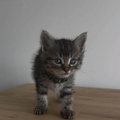 Colby - Domestic Short Hair (DSH) Cat